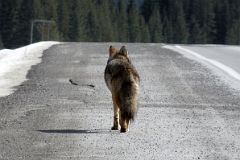 19 Fox Running Down Highway 93 On Drive From Castle Junction To Radium In Winter.jpg